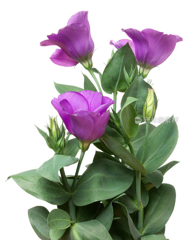 Eustoma (lisianthus)。